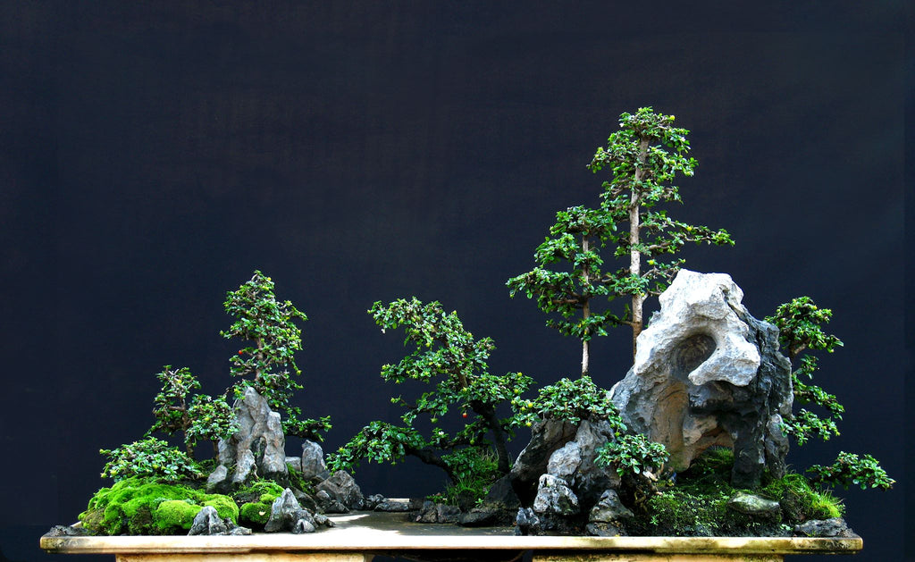 Mysterious Bonsai Illusion - "The magical dragon only shows his head a   Stone Lantern
