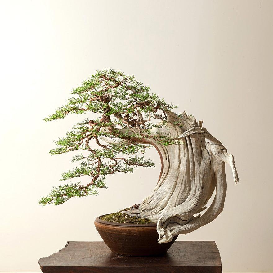 Bonsai Auction Tonight! Win an Ancient California Juniper that Was Col   Stone Lantern