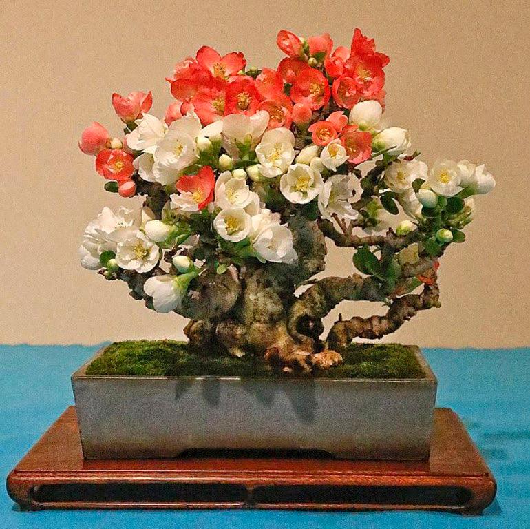 luxury bonsai tree Bonsai Tree Tableau - 6 main image 0