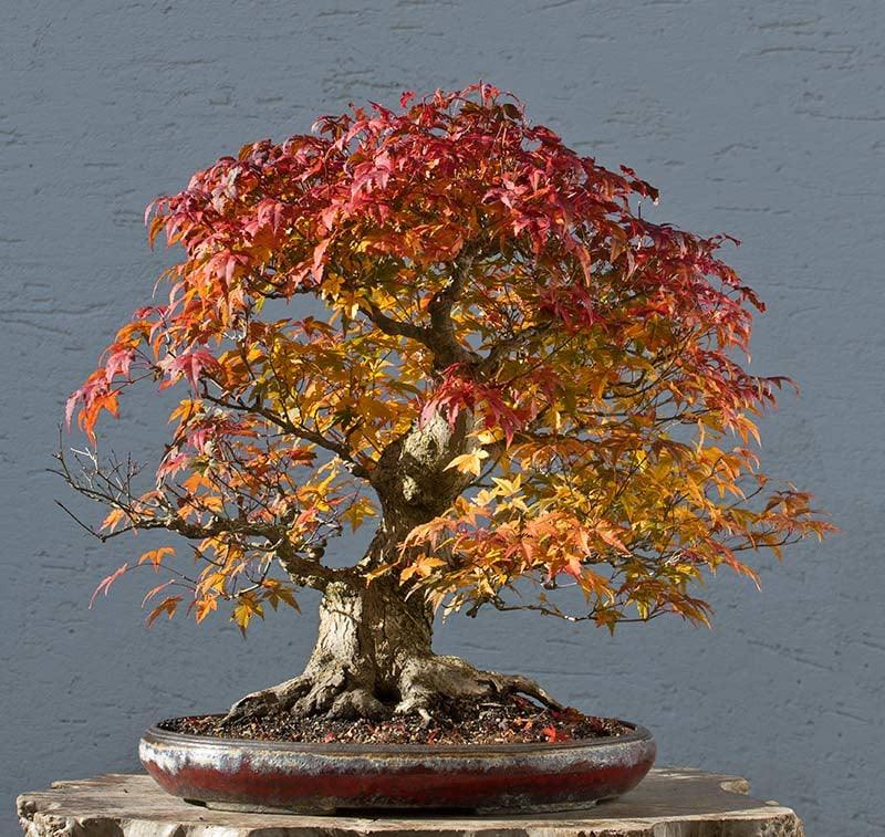 Make Your Bonsai Look Like a Tree – Stone Lantern