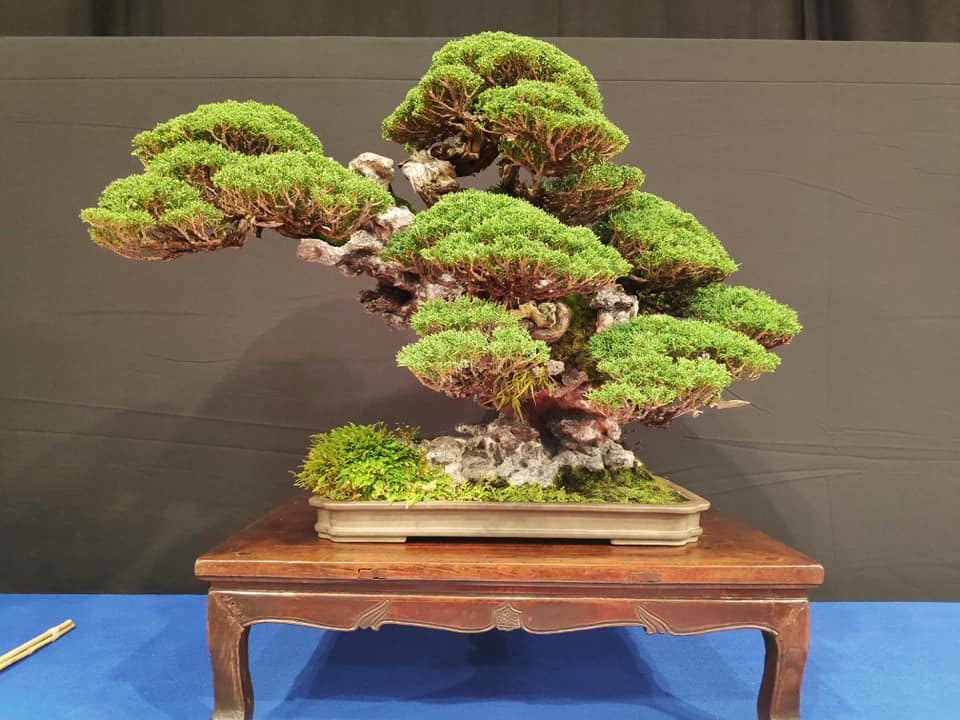 Bonsai at the Trophy & Discovering Just How Much My Taste (and Maybe Y   Stone Lantern