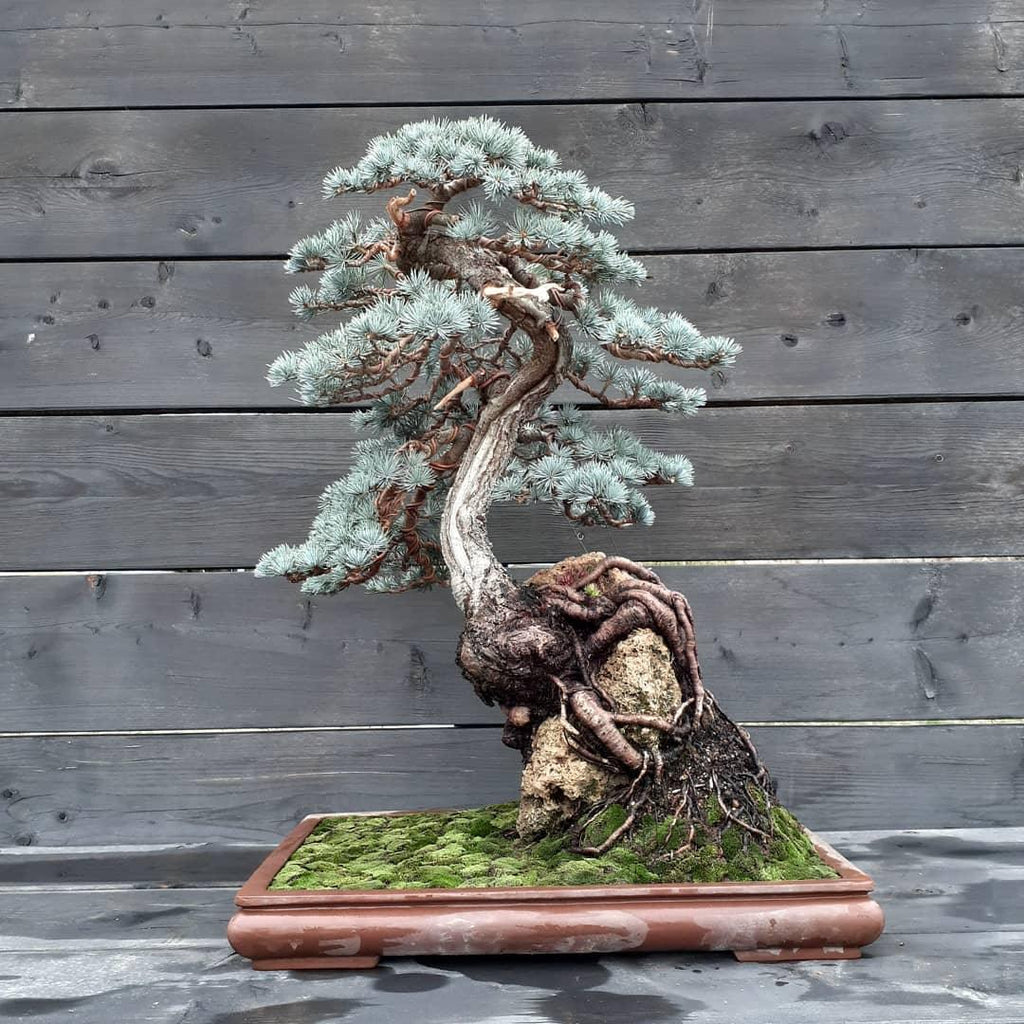 445a157a50bf671167639937fb22dc