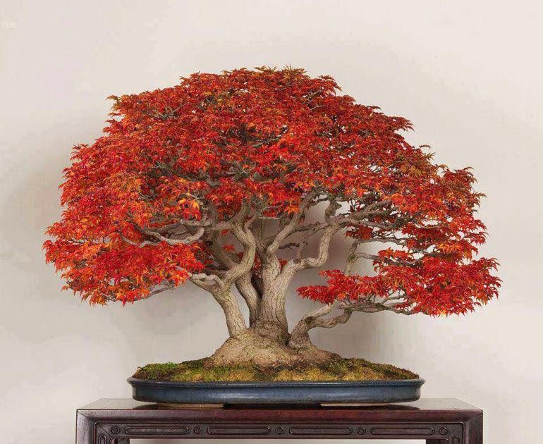 Blazing Bonsai Brilliance! – Stone Lantern