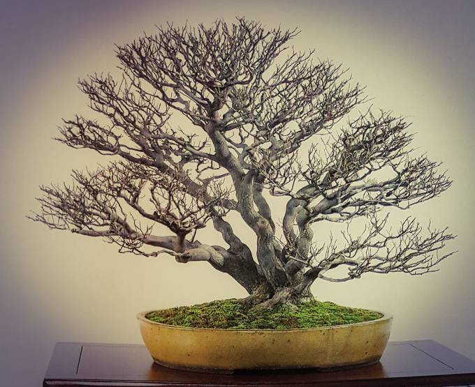 bonsai.pl Płomień Afryki Bonsai main image 1