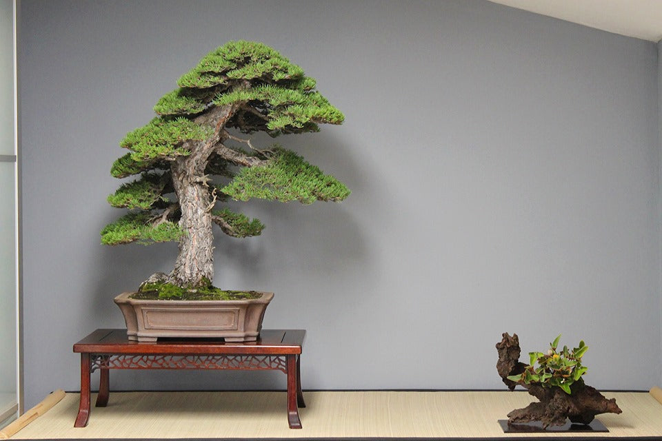 Once in a While You Come Across a Bonsai Like This One  Stone Lantern