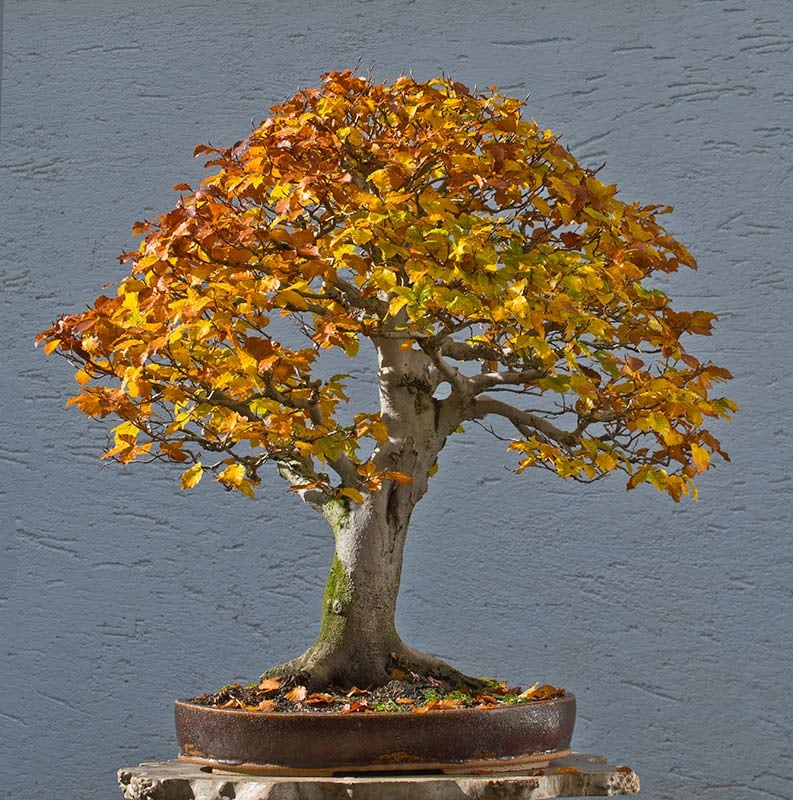 One Very Good Bonsai that Looks Like a Tree, and a Couple Quick Tips o   Stone Lantern