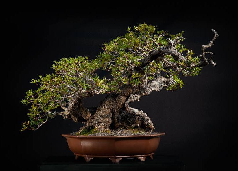 7edd1912a0f0b82a8d9d04439ead9d