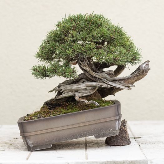 The Bonsai of Marco Merschel  Stone Lantern