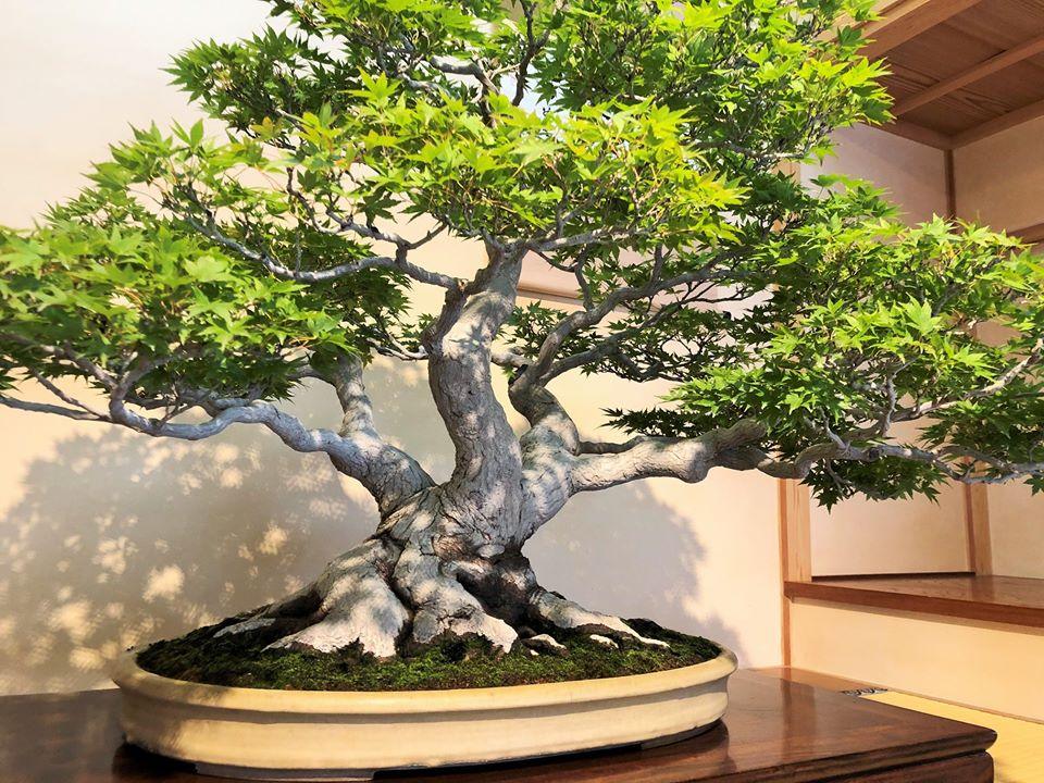 2020AW（20AW） 正式名称：Bonsai Jacquard Knit Bonsai Display – Bay Area Satsuki Aikokai