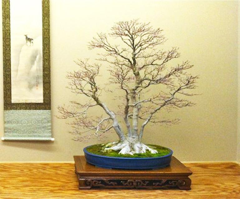 Transplanting Bonsai - Looking for the Happy Zone – Stone Lantern