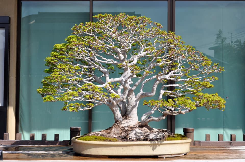 A Good Time to Visit the Omiya Bonsai Museum  Stone Lantern