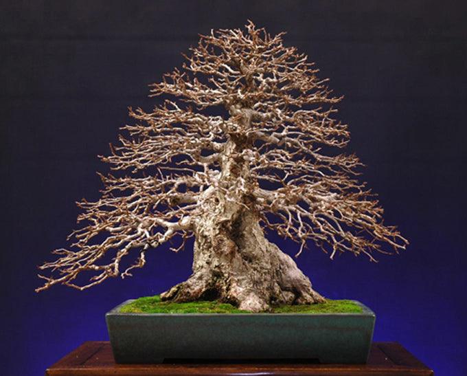 Developing Fine Branching on Deciduous Bonsai  Stone Lantern