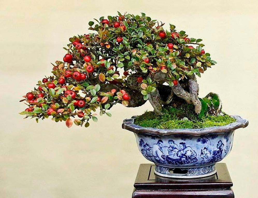 Brilliant Bonsai by Kimura and Friends – Stone Lantern