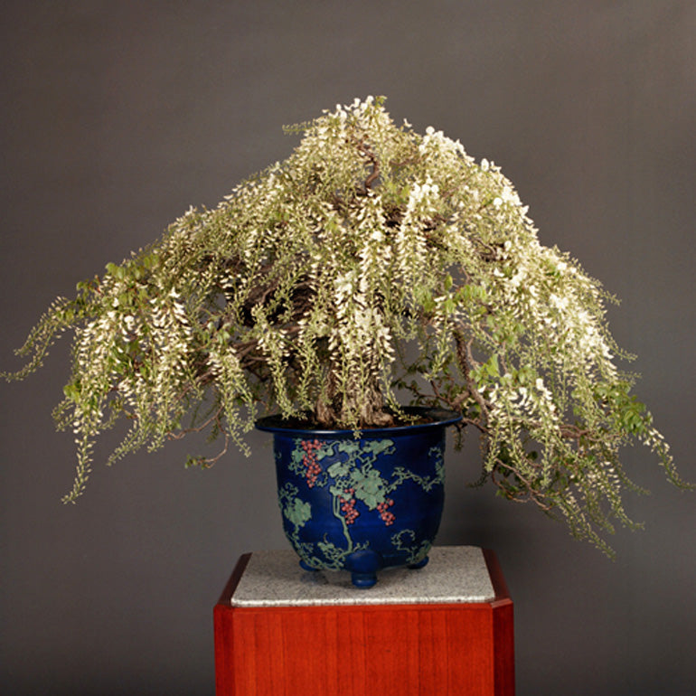 Imperial Bonsai - Correction – Stone Lantern