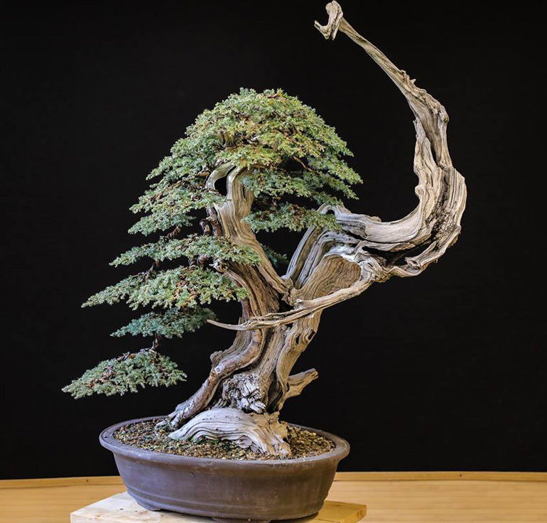 Bonsai Before & After  Three Year Progression  Stone Lantern