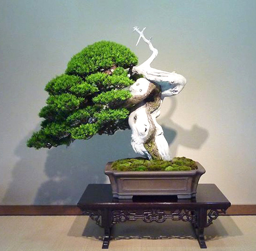 Banzai! or Bonsai No Matter Where Yew Go... Stone Lantern