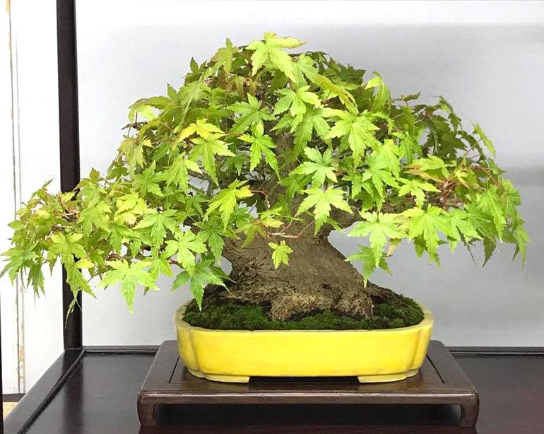 miniature bonsai pots Japanese Bonsai Pot Bowl 3.8