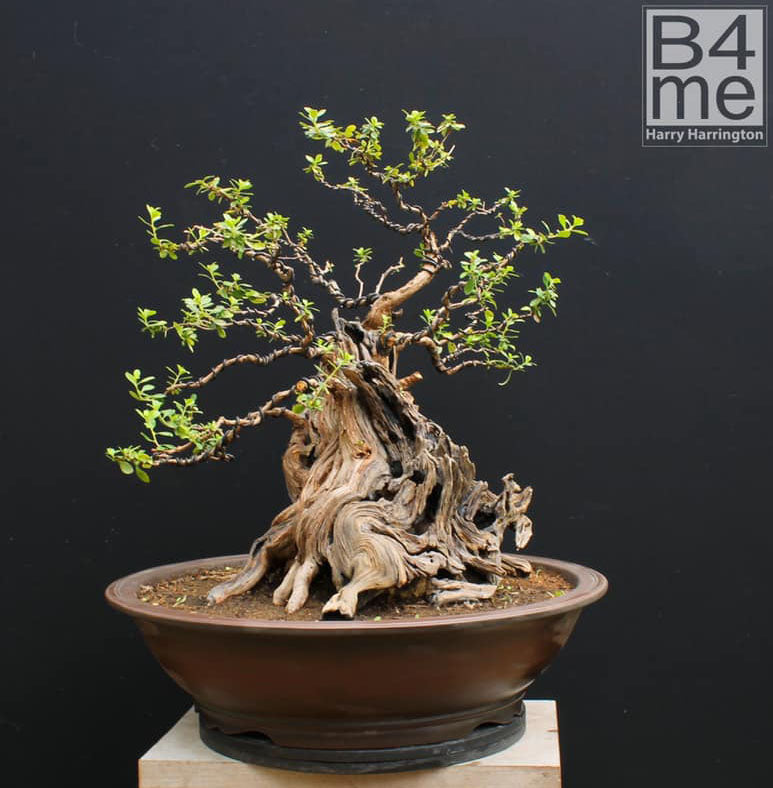 dracaena bambus Lucky Bamboo