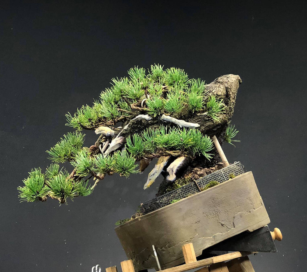 Bonsai Before & After, a Powerful Old Pine that Could Use a