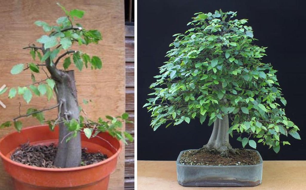 seekiefer bonsai 8-year-old Ficus retusa bonsai – Zen shrub for bright indoors – Arkki