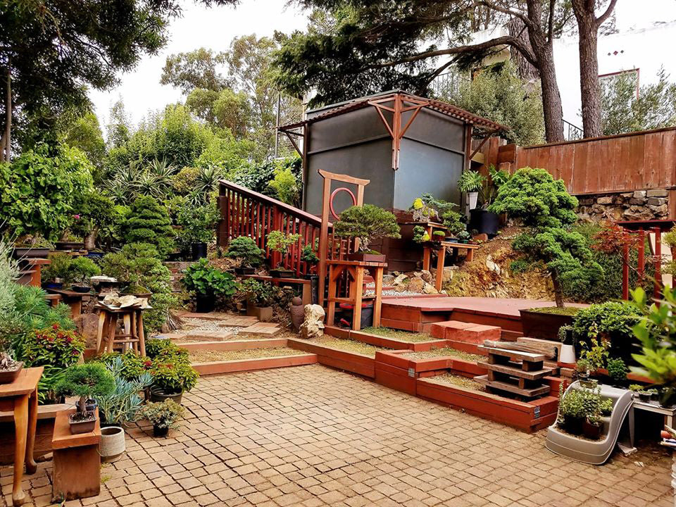 Who Says Bonsai Is Addicting? - What's Your Backyard Look Like?  Stone  Lantern