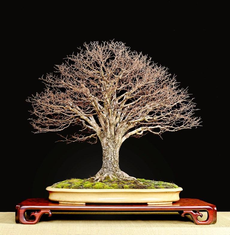 norfolk island pine bonsai Norfolk Pine Bonsai