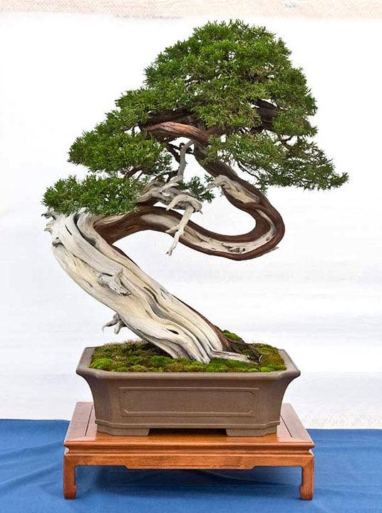 rossmann lego bonsai LEGO 10281