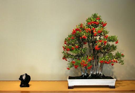 Firethorn Bonsai: Blazing Red Berries  Stone Lantern