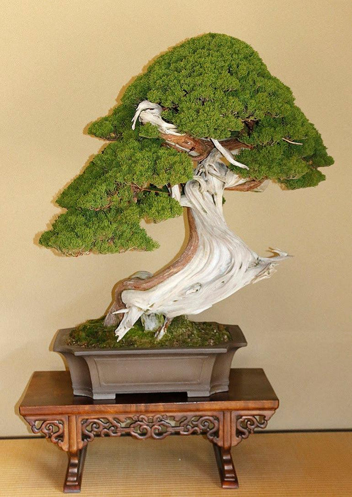 banbi(現sumika)-sound garden- My Tsubo-niwa, My Oasis - Life is a Journey