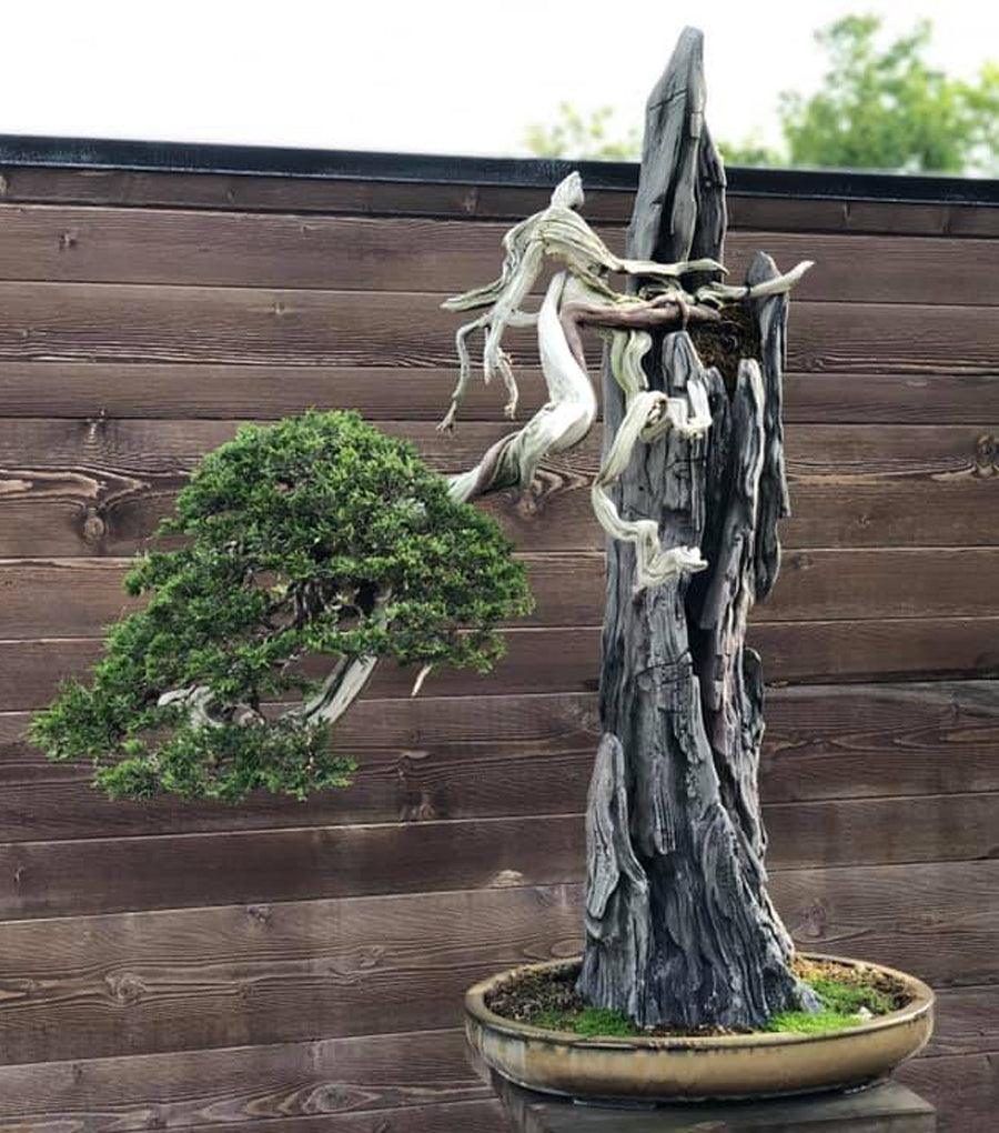A New Bonsai Dream  Stone Lantern