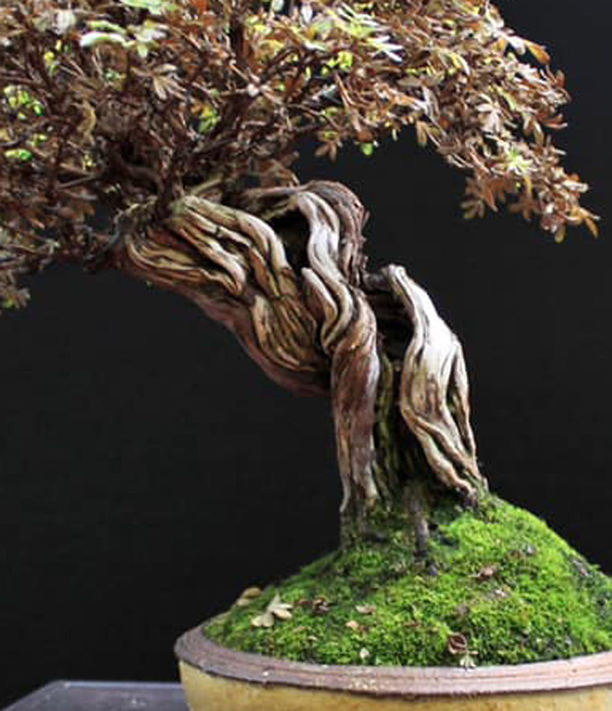 Two Exceptional Bonsai from 2019 Bonsai San Show  Stone Lantern