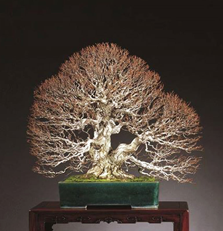 Refining Your Bonsai - A Labor of Love, Precision and Patience