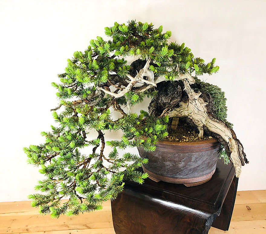 Bonsai Evolution of a Remarkable Colorado Blue Spruce  Stone Lantern
