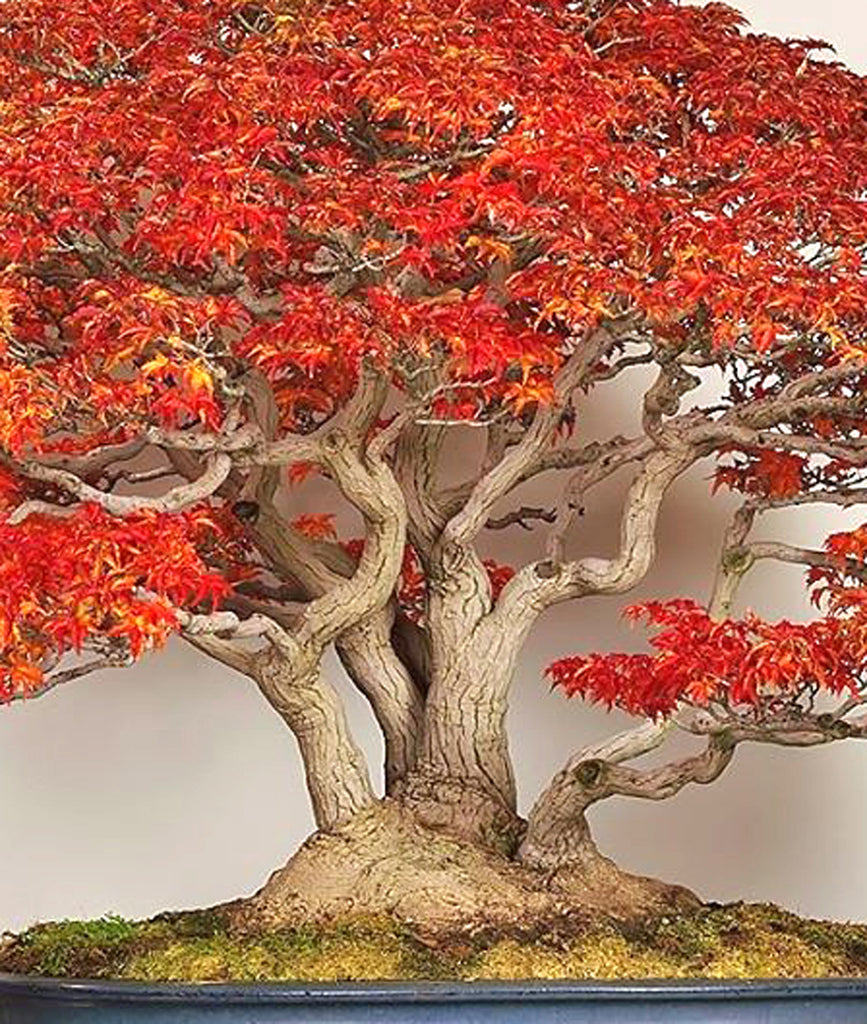 Lion's Head Bonsai  Stone Lantern