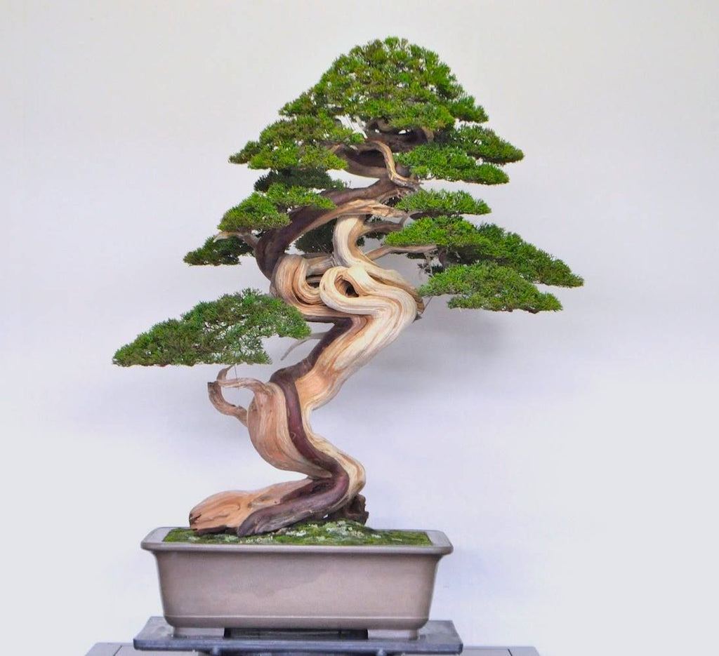 Eccentric Bonsai: Twisted in Extremis  Stone Lantern