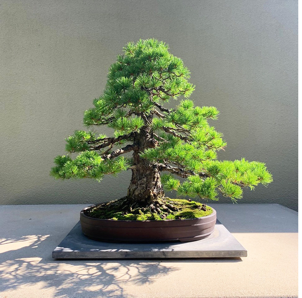 Branch Out! at the Pacific Bonsai Museum  Stone Lantern