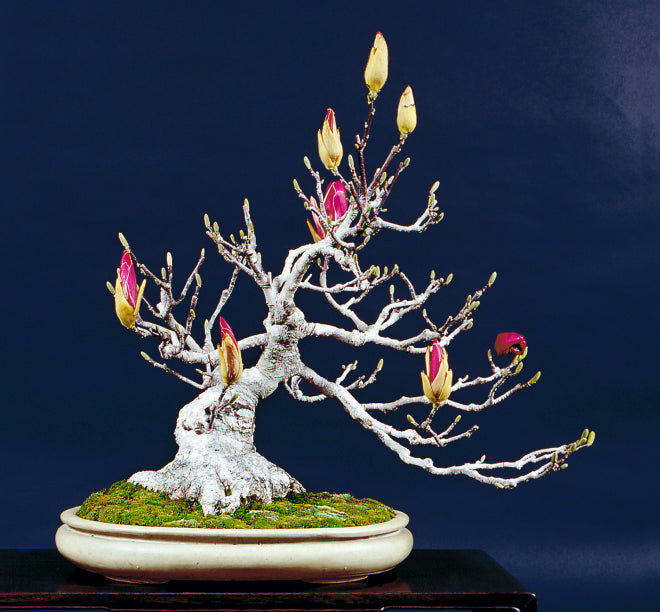 Bill's Blooming Bonsai and a Gentle Reminder About the Upcoming U.S. N   Stone Lantern