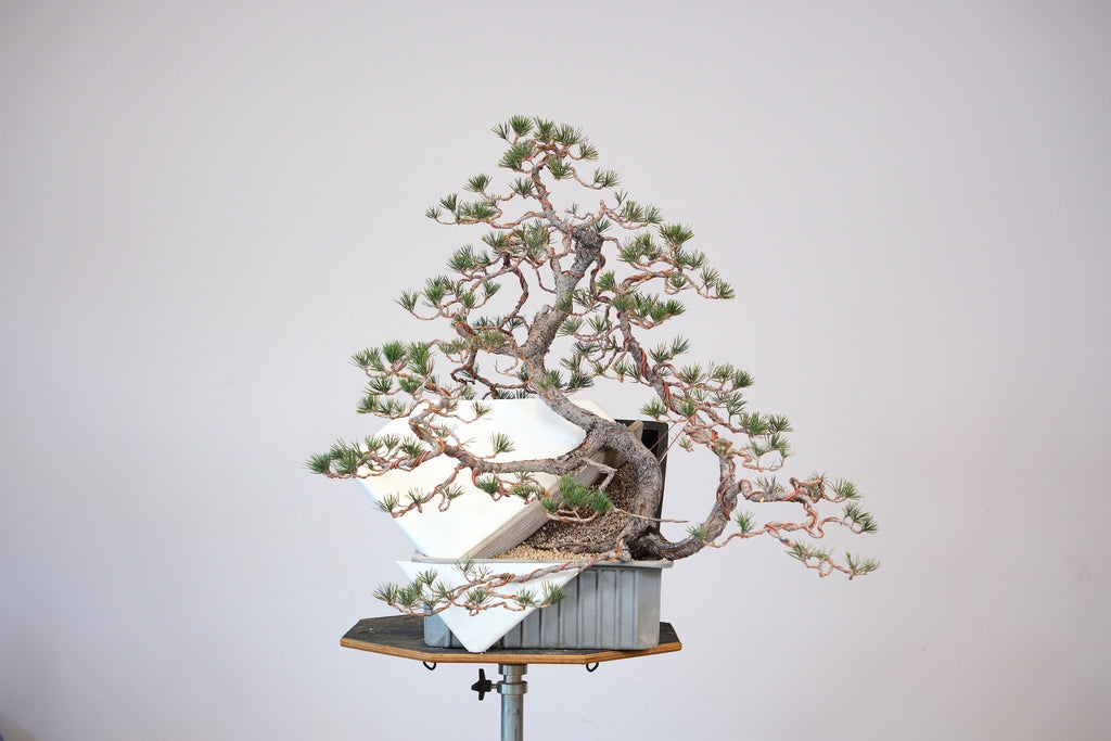 bonsai mbel Bonsai