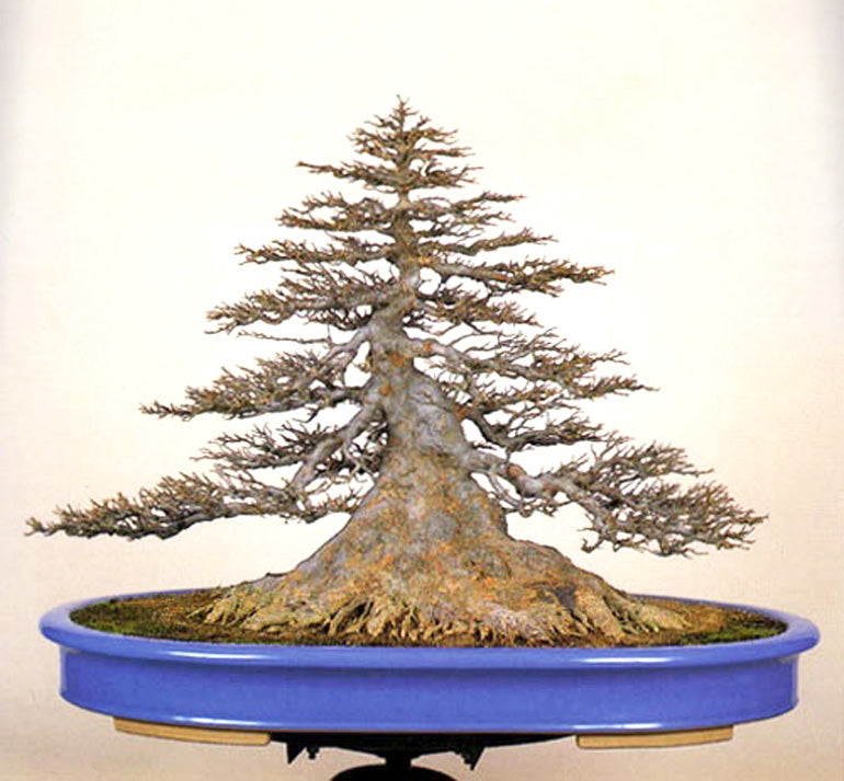 Field Growing Bonsai for Good Results  Stone Lantern