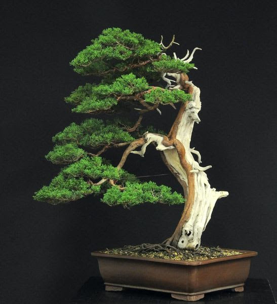 Bonsai Roundup with David Benavente, Francesco Santini, Ed Trout