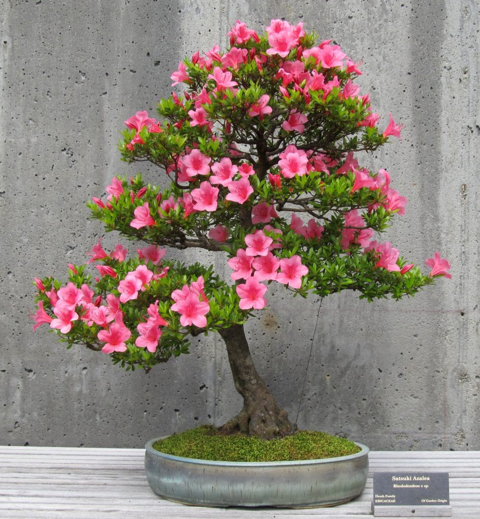 Bonsai as Fine Art  Stone Lantern