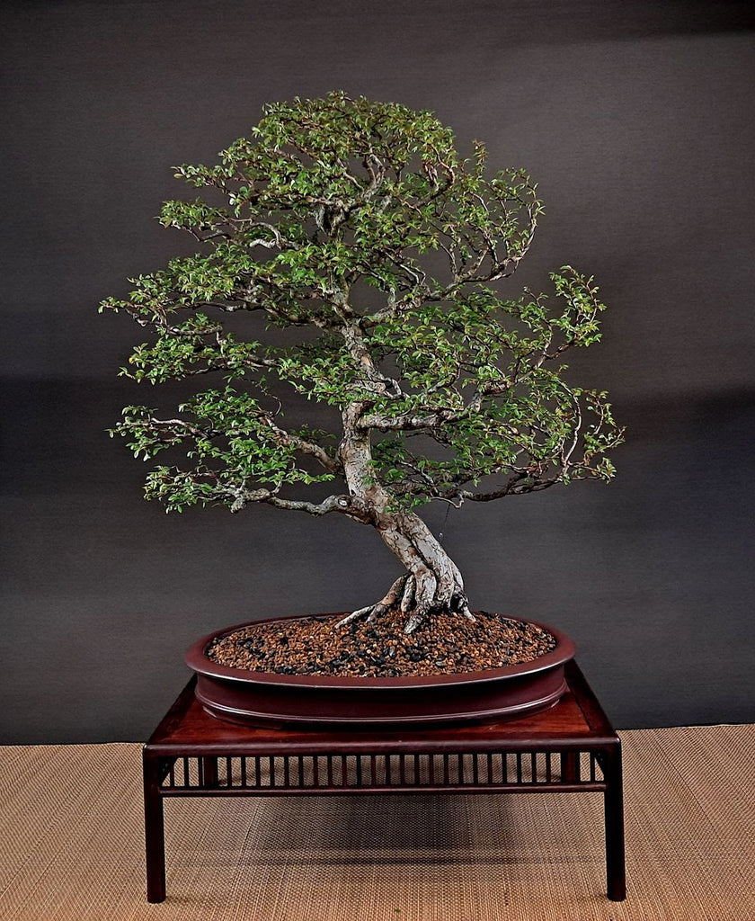 The Principles of Dave De Groot Stone Lantern