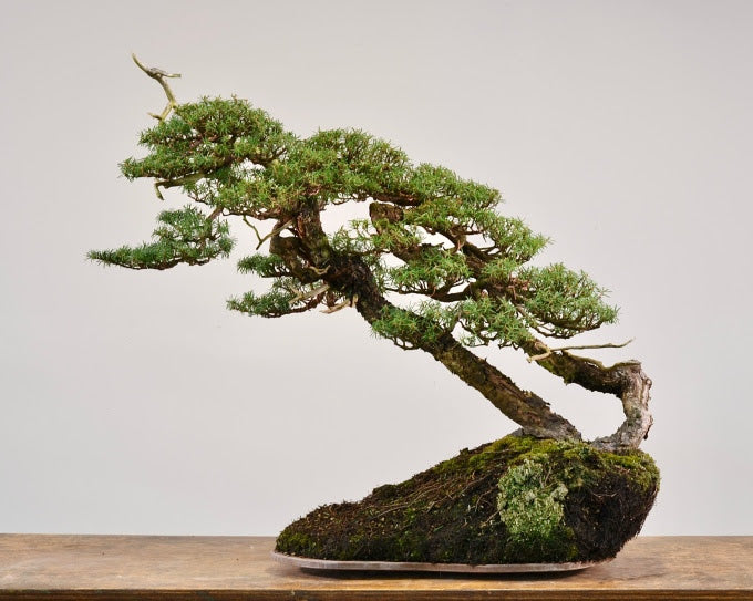 bambus topf winterhart Bambus Winter Joy (Fargesia nitida 'Winter Joy') | 60-80 cm im Topf
