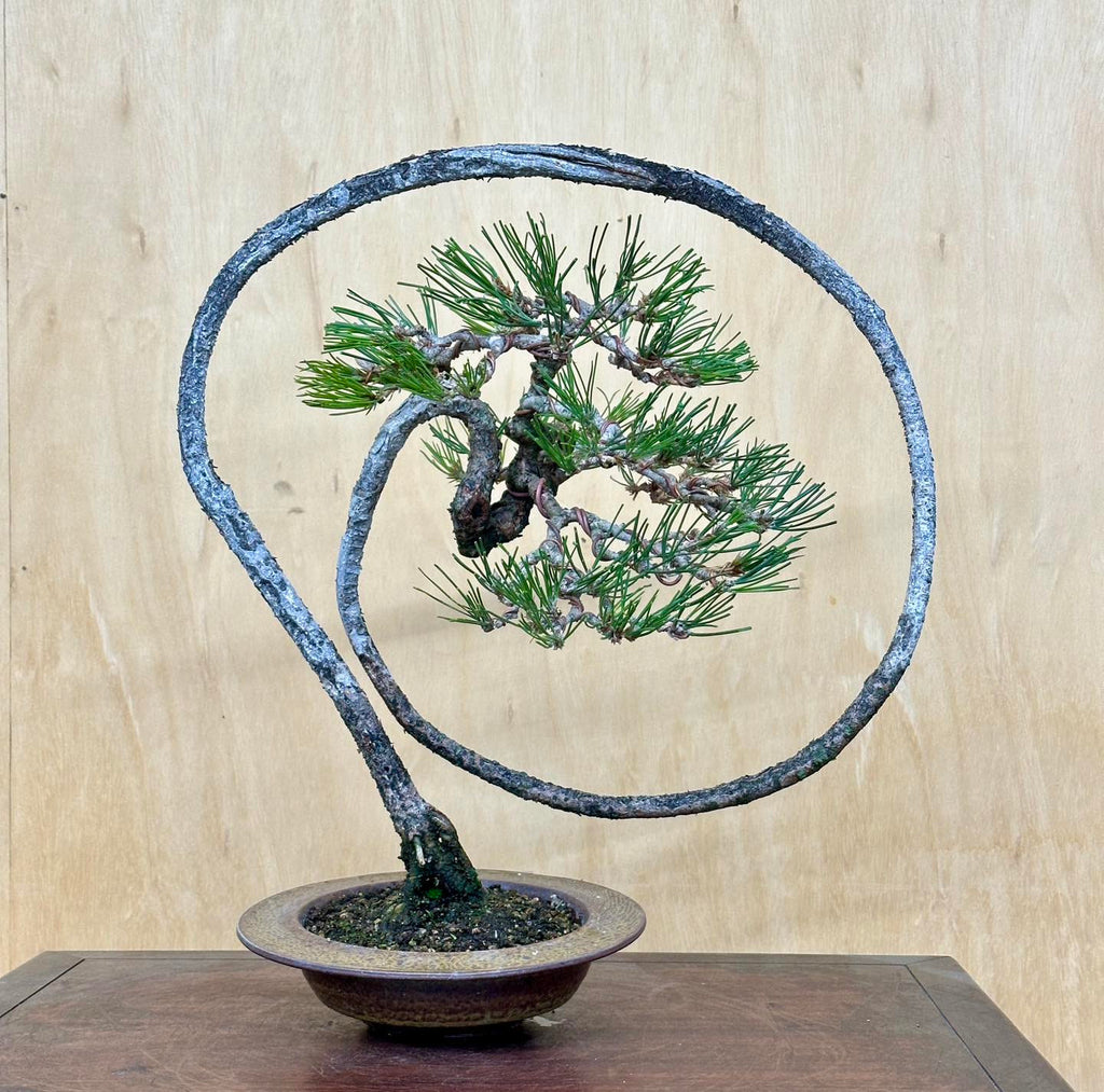 Making Bonsai Pancakes with Peter Tea  Stone Lantern