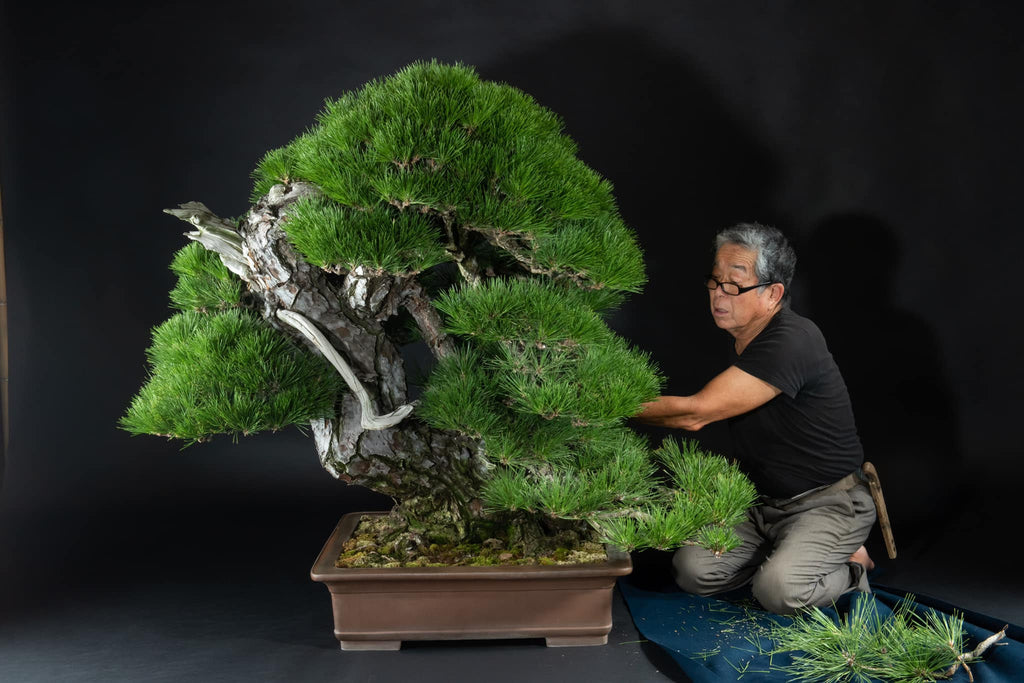bonsai ulmus Bonsai Ulmus Parvifolia – Bonsai winkel