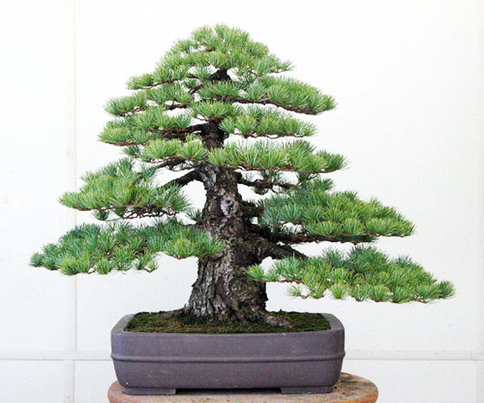 五葉松　Japanese White Pine IMG_0288__16761.1584639913.500