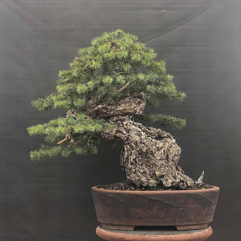 windswept bonsai tree 44 Year Old Wind Swept Juniper Specimen Bonsai Tree