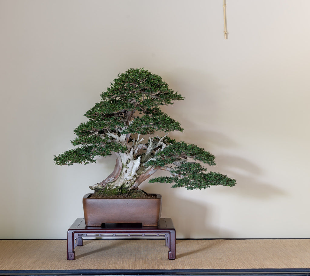 Unique Bonsai Motor World – Stone Lantern