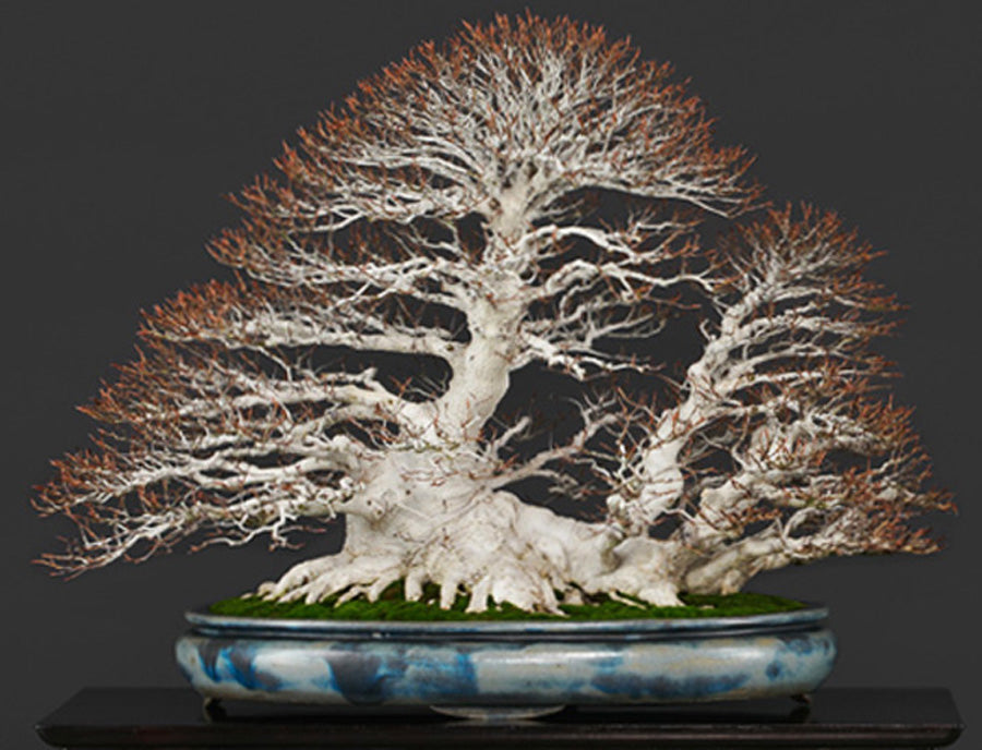 Prize Wining Beech Bonsai  Stone Lantern