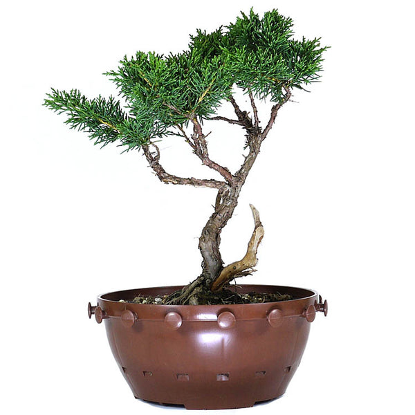 zShimpaku Juniper 2 – Stone Lantern